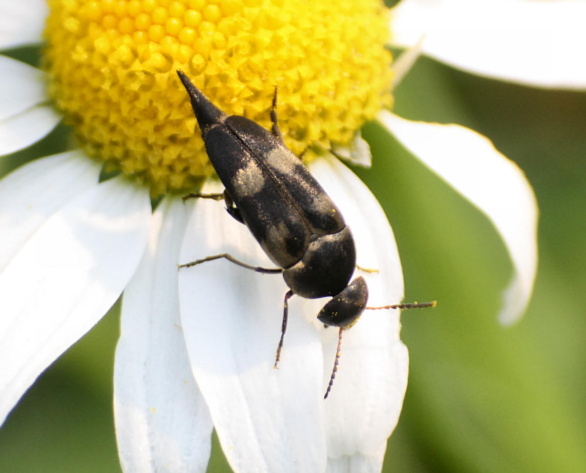 Variimorda villosa da confermare
